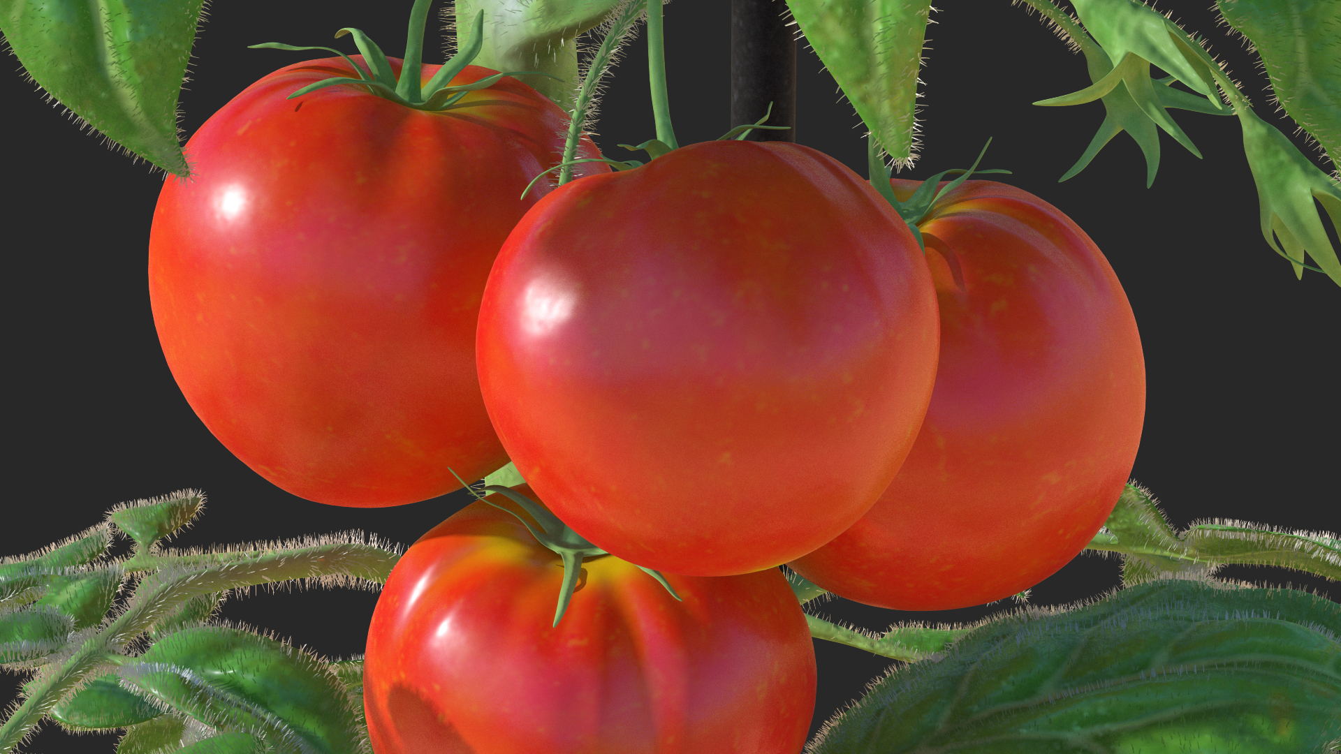 3D model Red Tomato Plant Grown Pot Fur