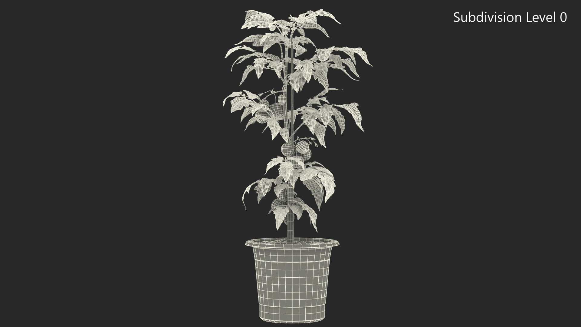 3D model Red Tomato Plant Grown Pot Fur