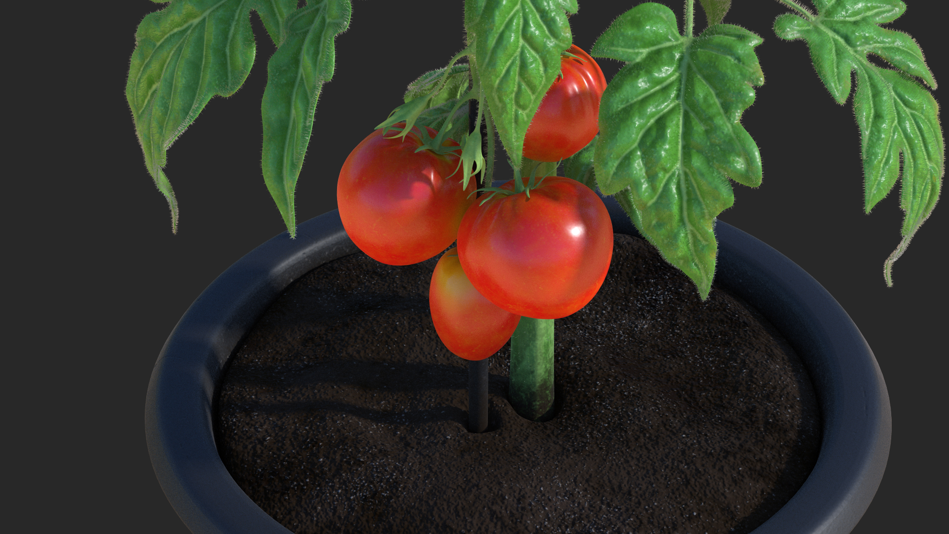 3D model Red Tomato Plant Grown Pot Fur