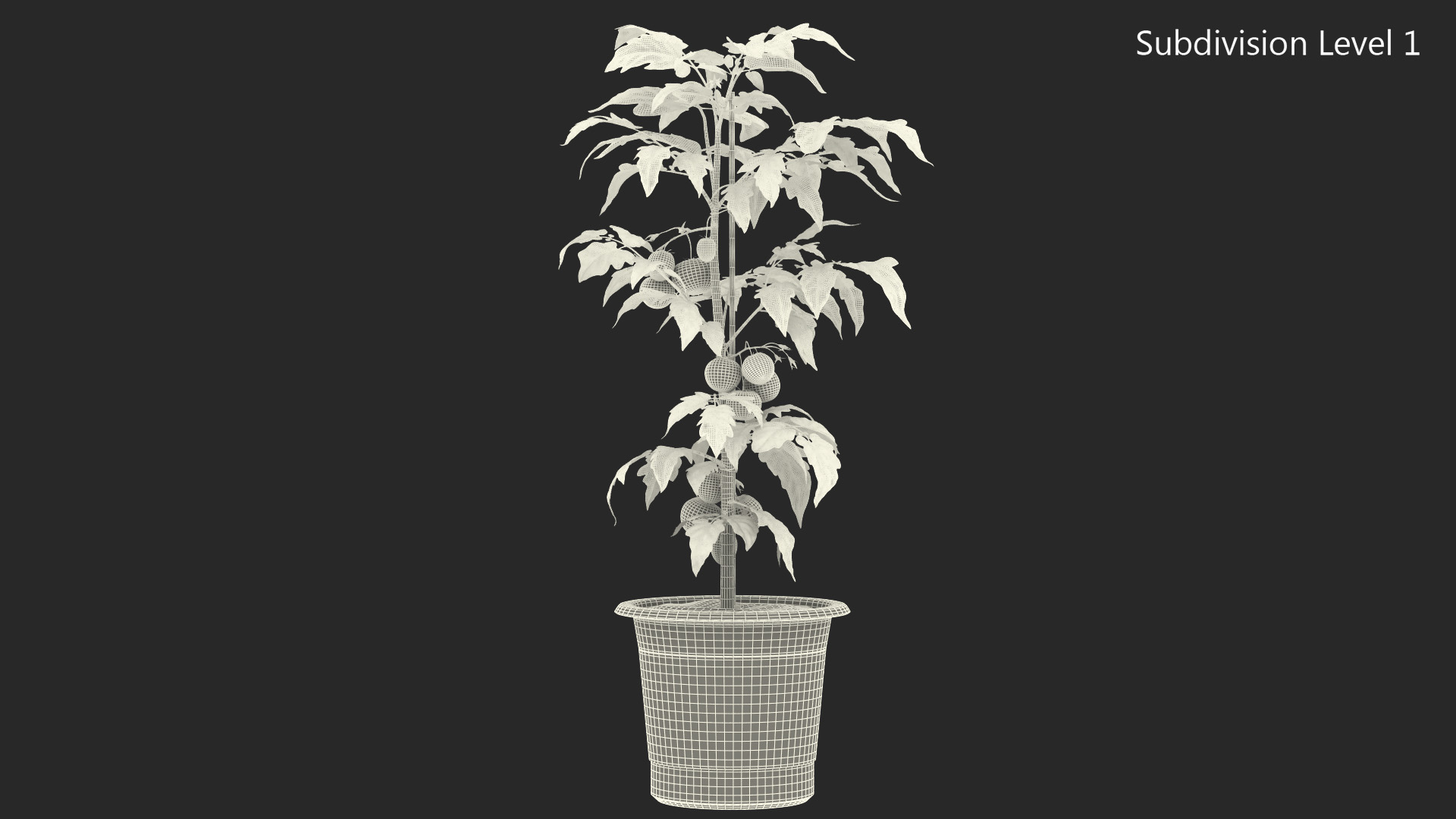 3D model Red Tomato Plant Grown Pot Fur