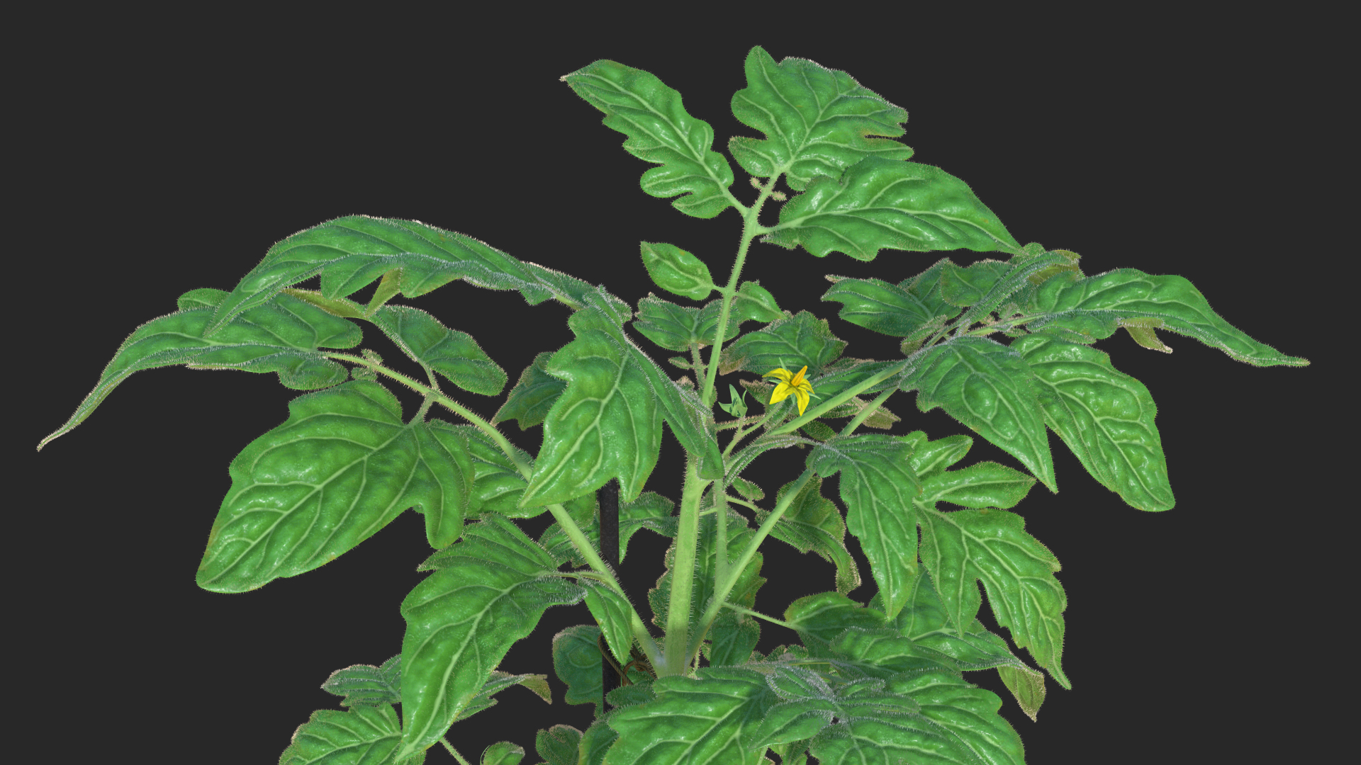 3D model Red Tomato Plant Grown Pot Fur