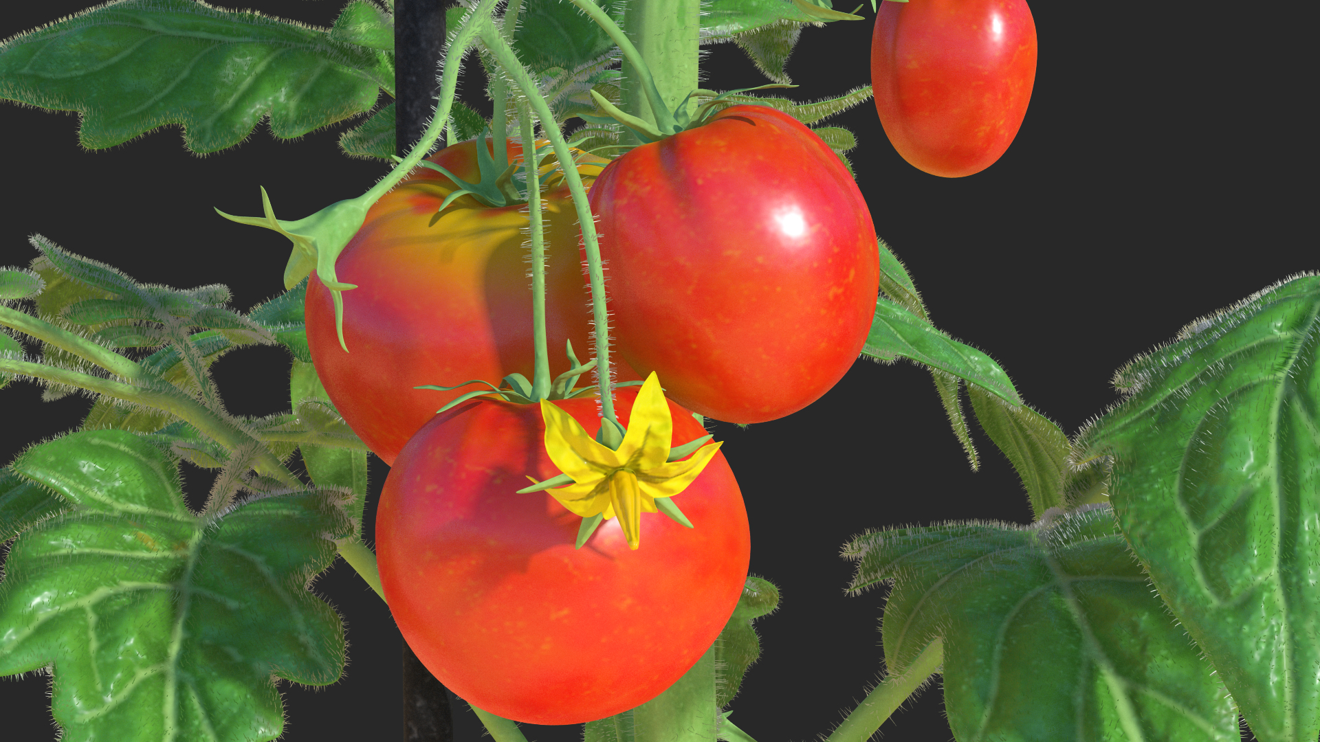 3D model Red Tomato Plant Grown Pot Fur