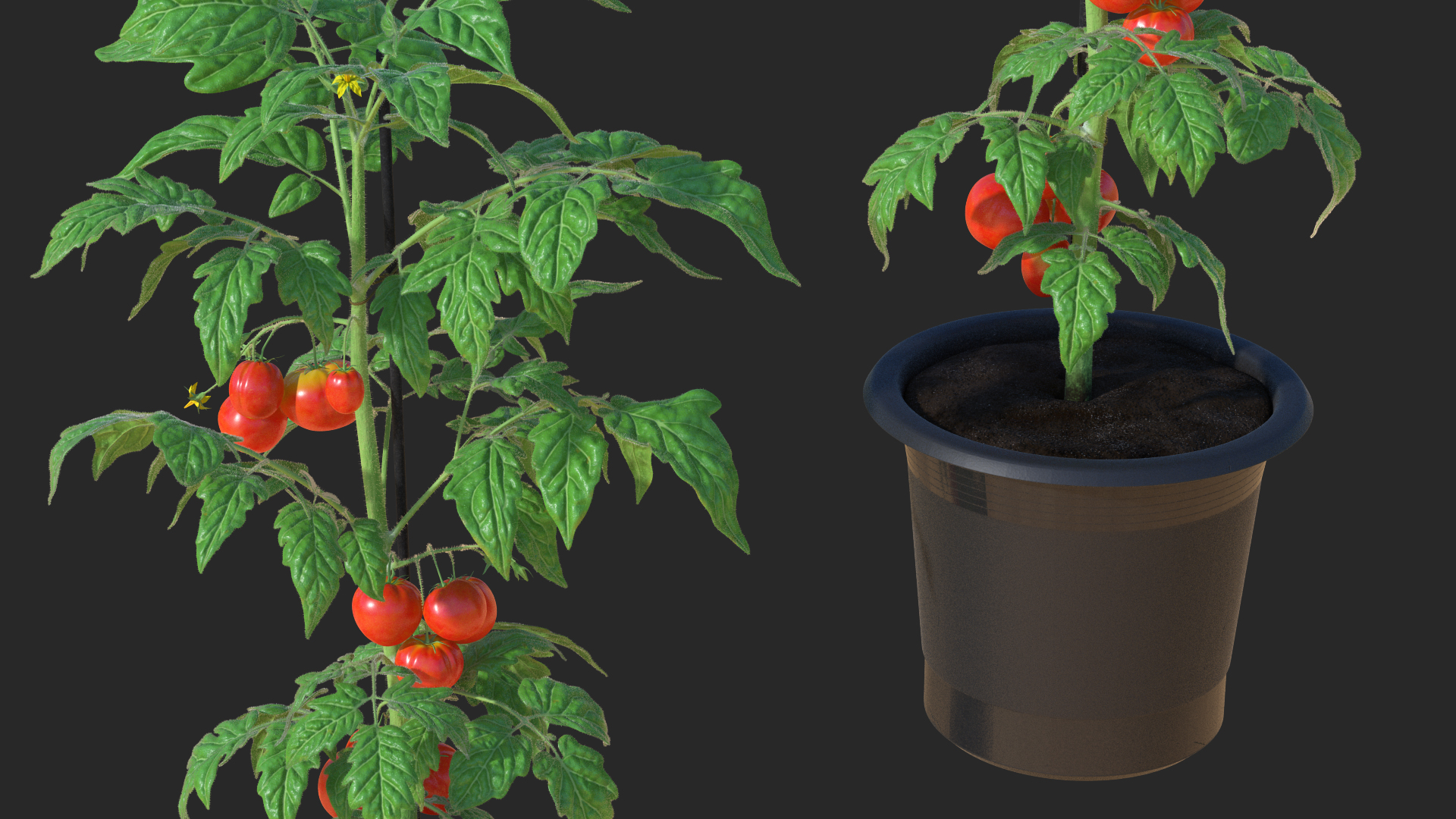 3D model Red Tomato Plant Grown Pot Fur