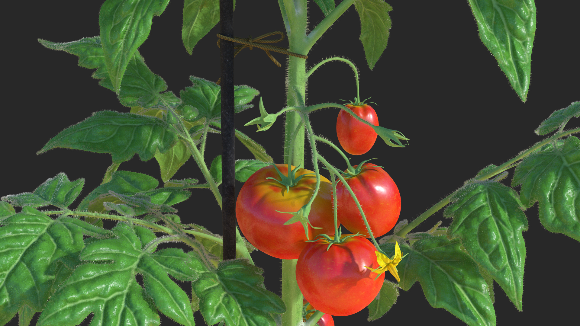 3D model Red Tomato Plant Grown Pot Fur