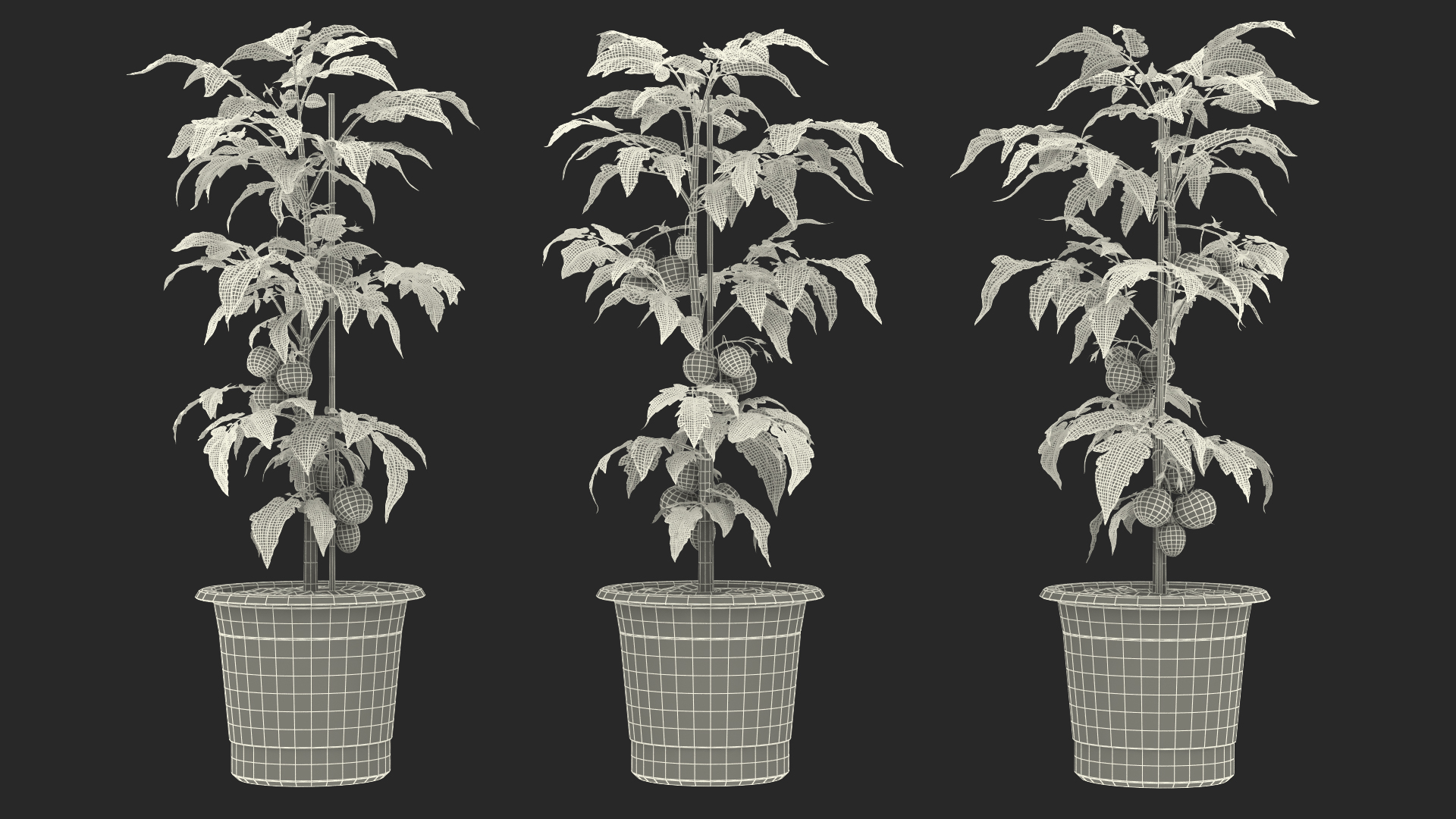 3D model Red Tomato Plant Grown Pot Fur