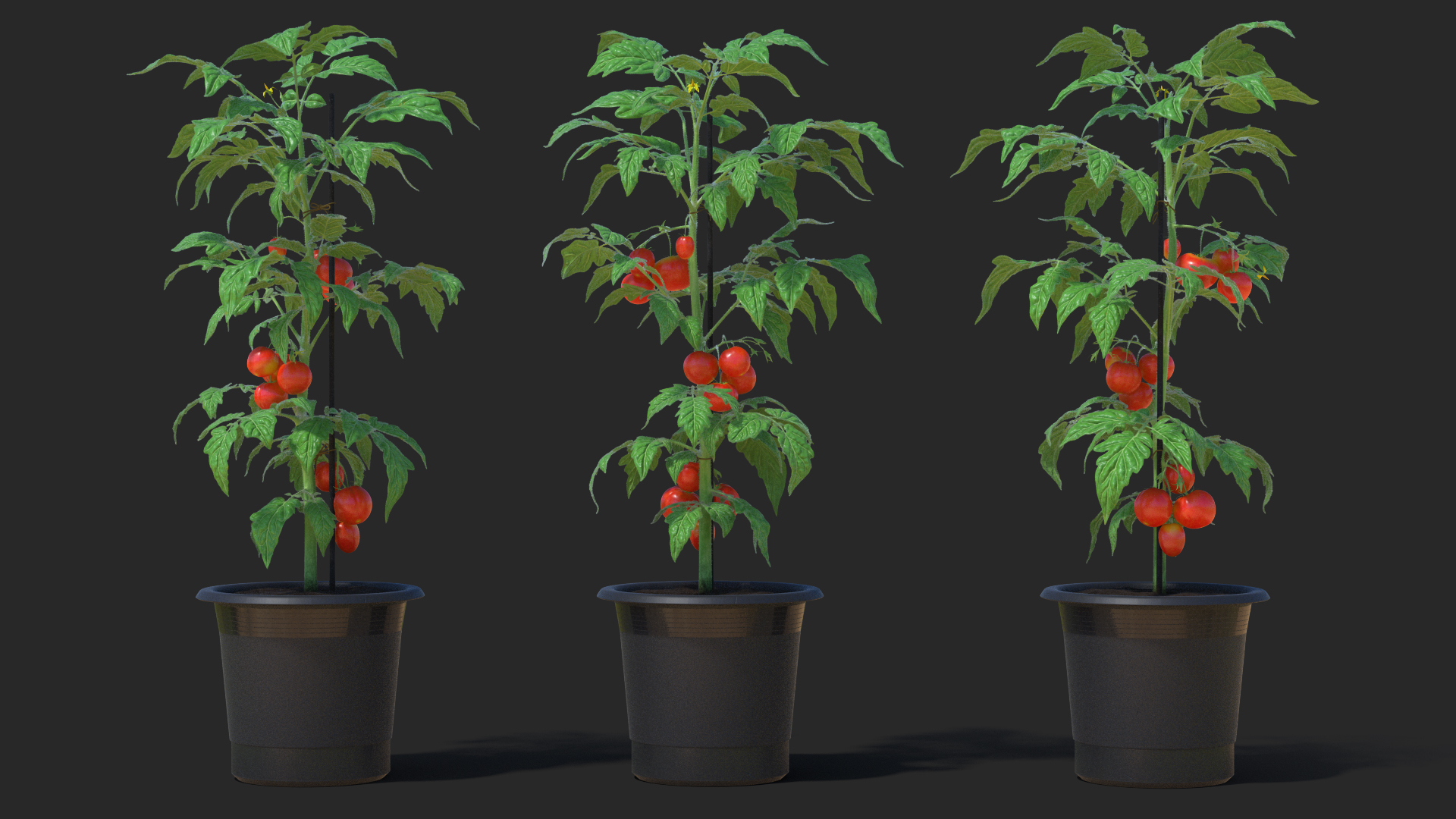 3D model Red Tomato Plant Grown Pot Fur