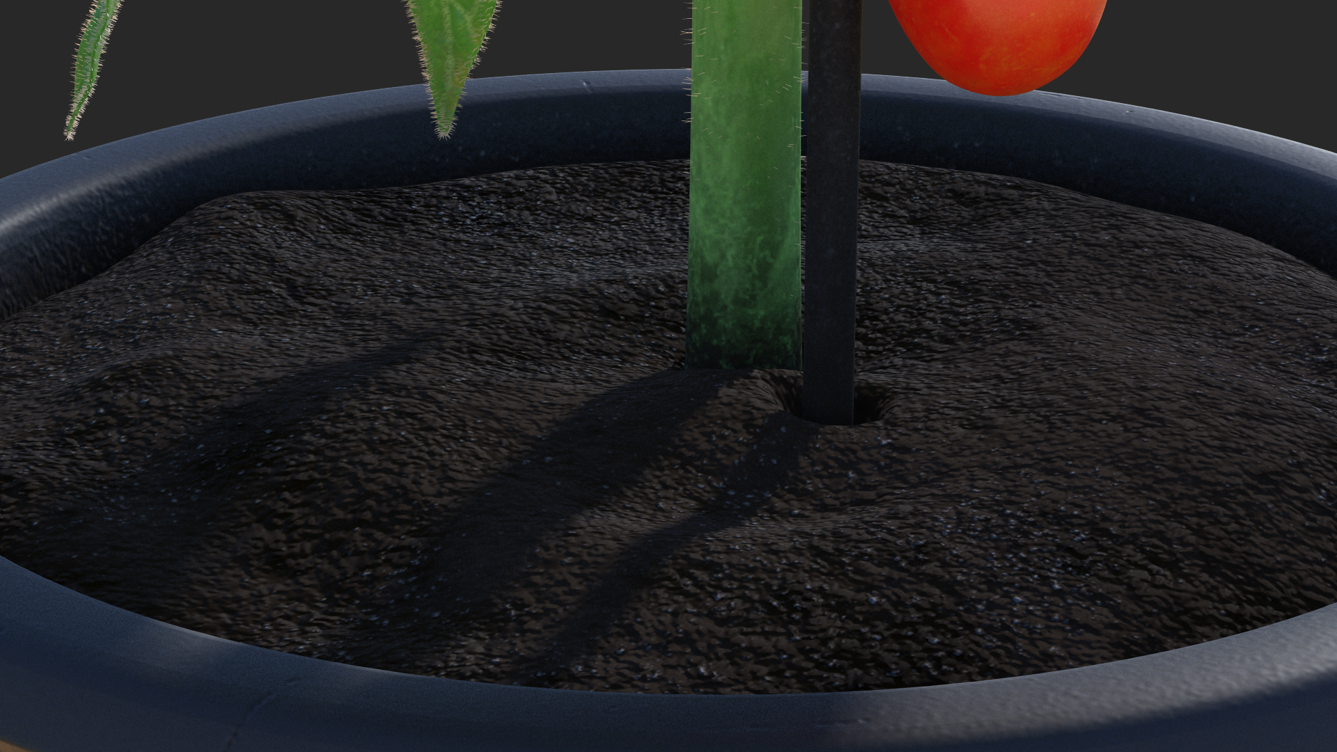 3D model Red Tomato Plant Grown Pot Fur