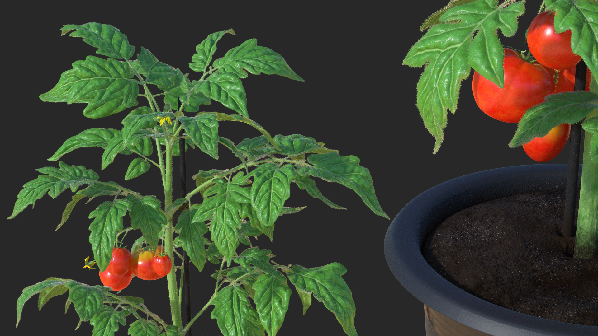3D model Red Tomato Plant Grown Pot Fur
