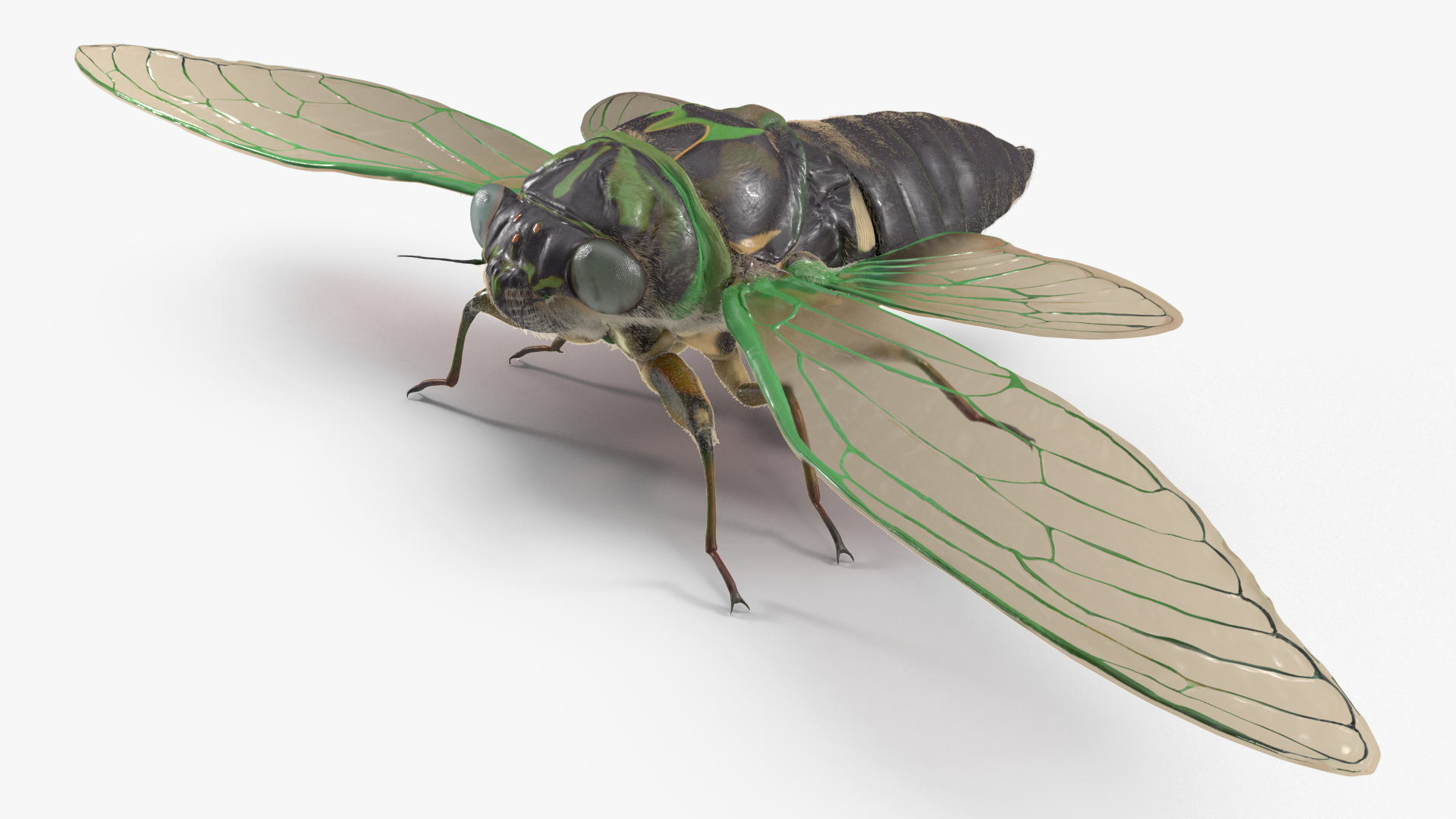 Cicada Fur Rigged 3D