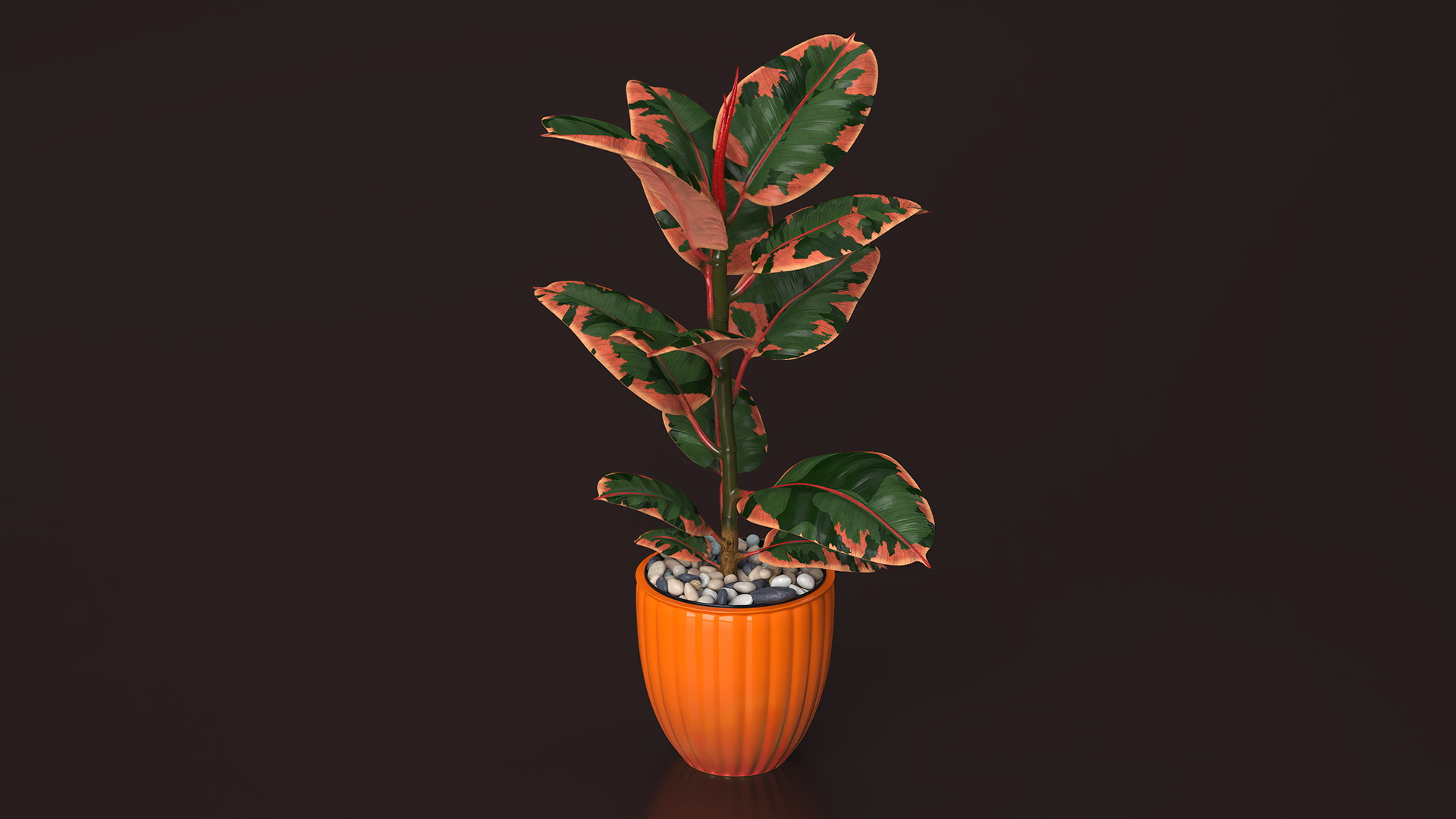 3D model Ficus with Pebbles in Floor Planter
