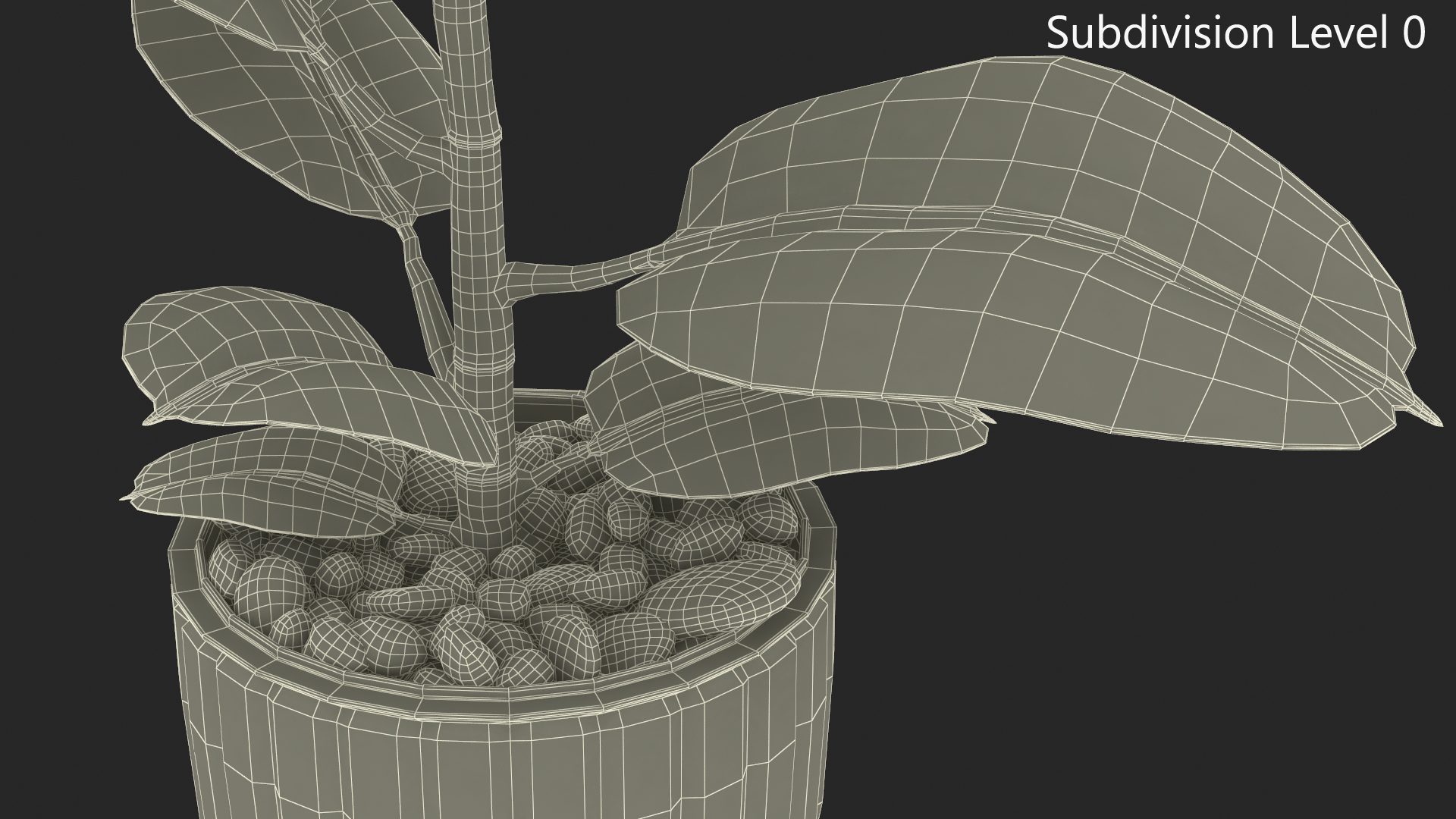 3D model Ficus with Pebbles in Floor Planter