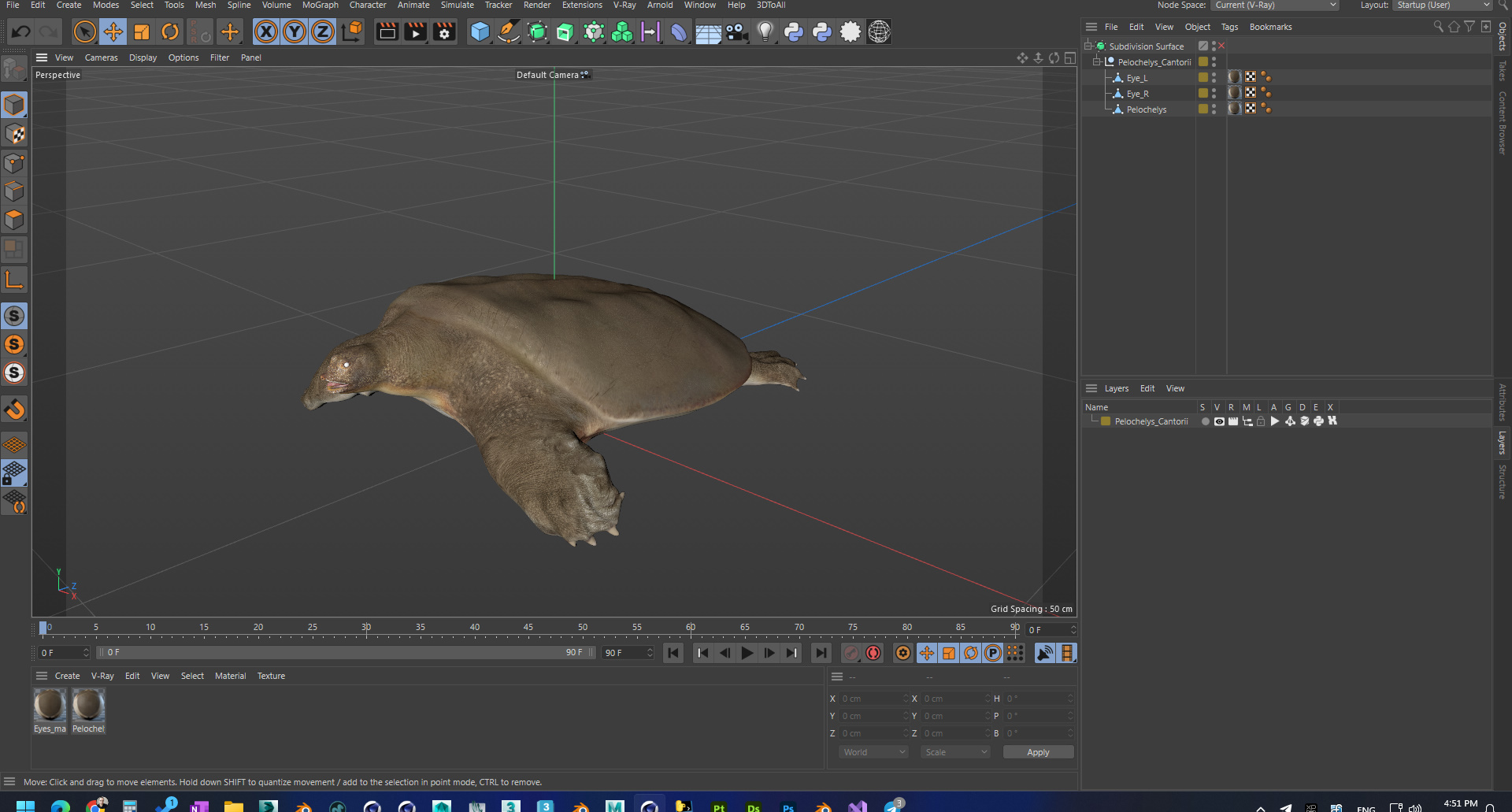 Pelochelys Cantorii 3D model