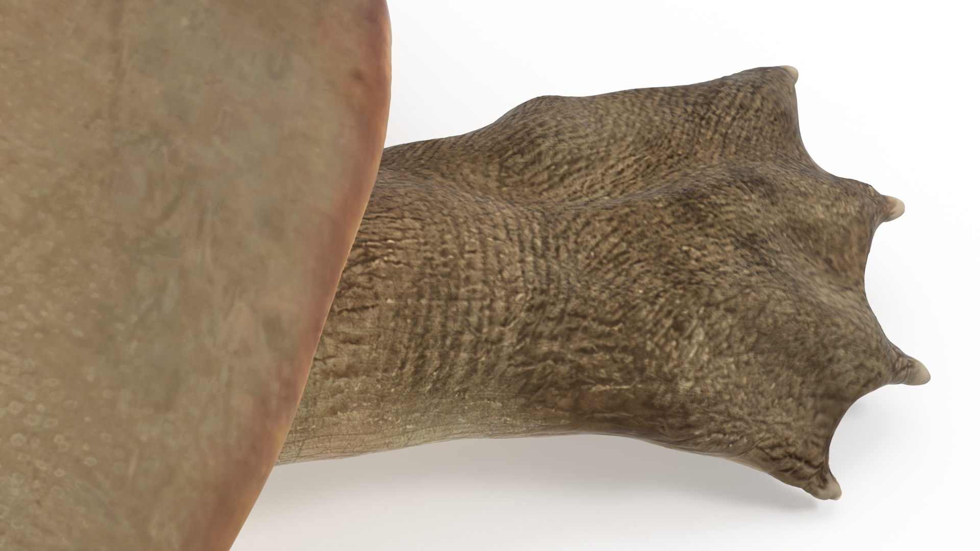 Pelochelys Cantorii 3D model