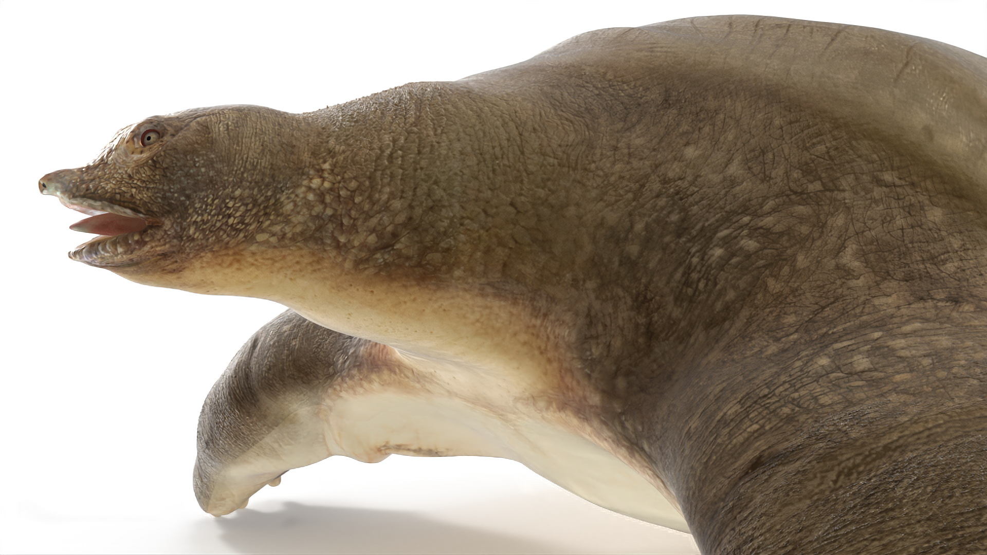 Pelochelys Cantorii 3D model
