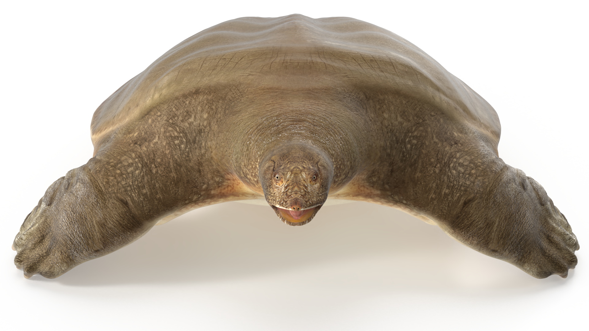 Pelochelys Cantorii 3D model