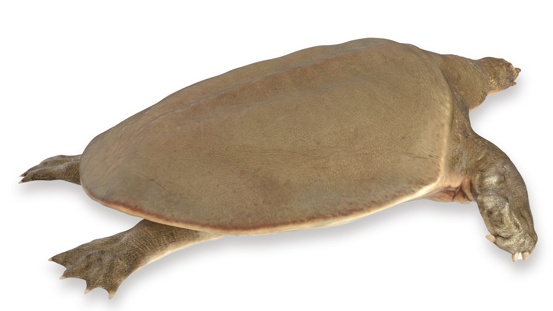 Pelochelys Cantorii 3D model