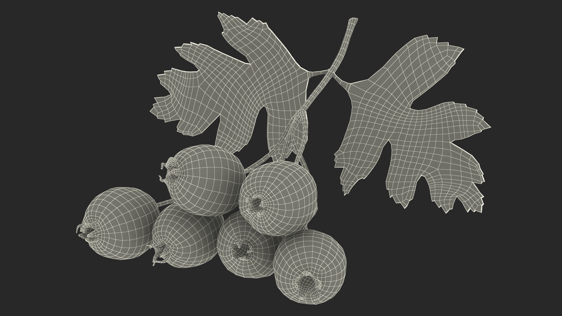 3D Hawthorn Berry Branch