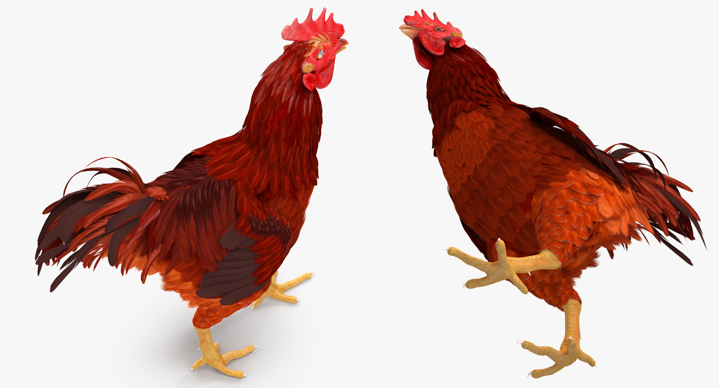 Brown Hen Walking 3D