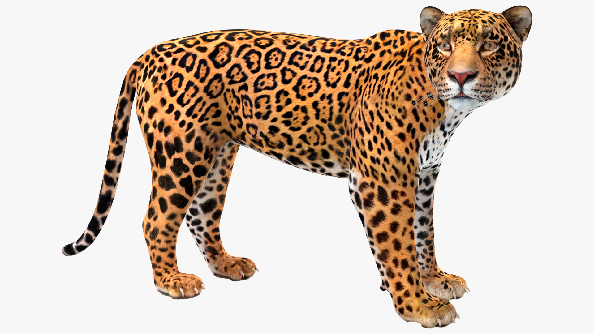 Jaguar Rigged for Maya 3D
