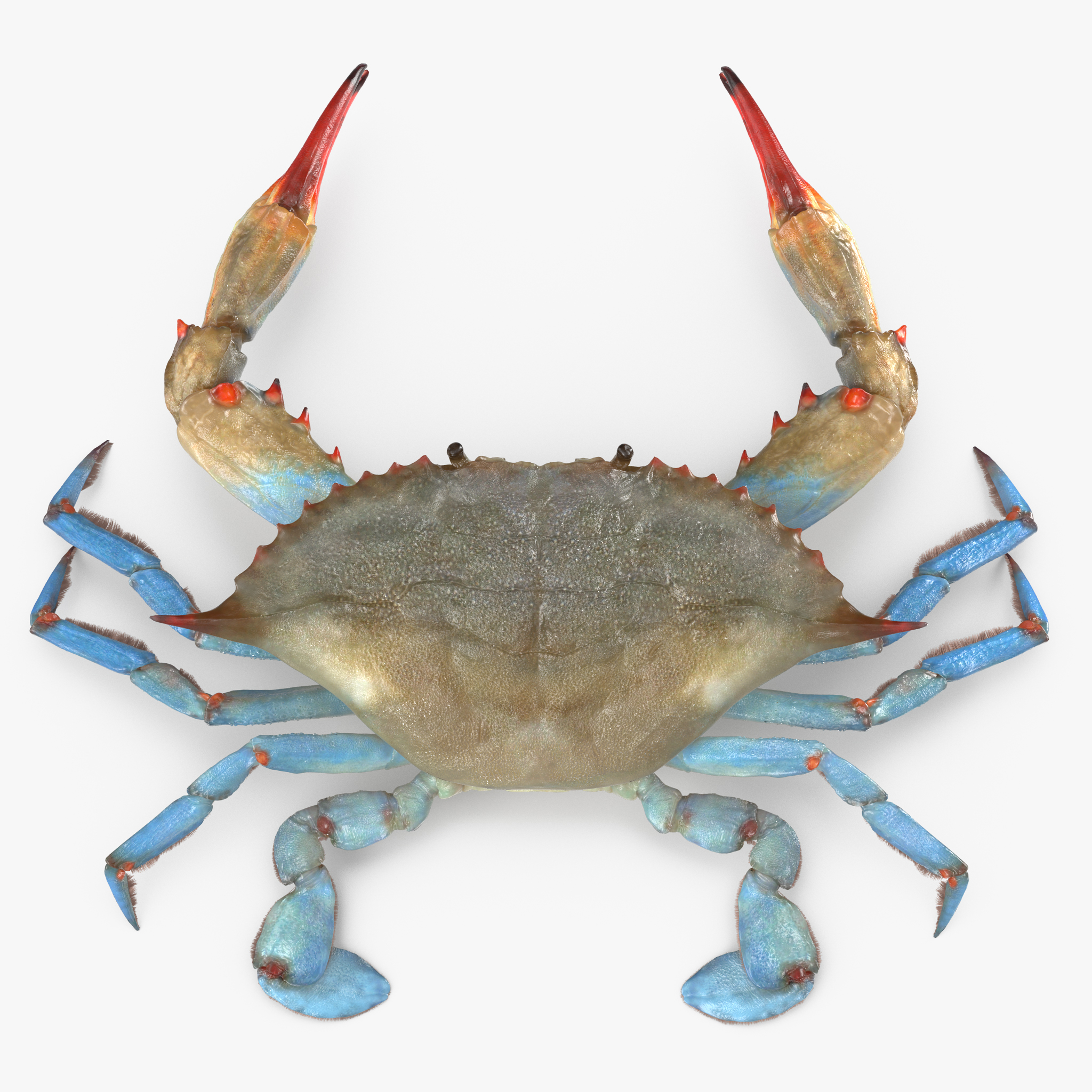 Atlantic Blue Crab, view 7