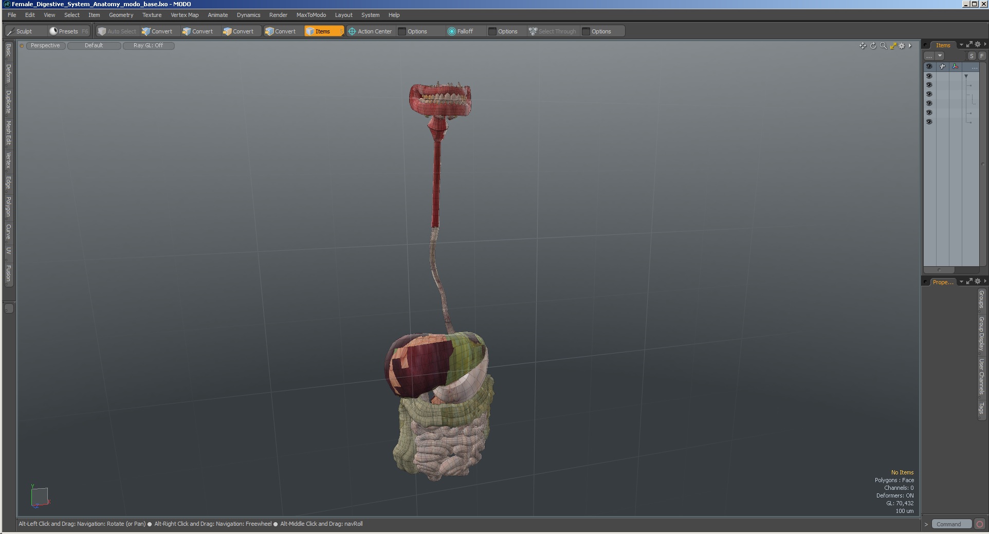 3D Female Digestive System Anatomy