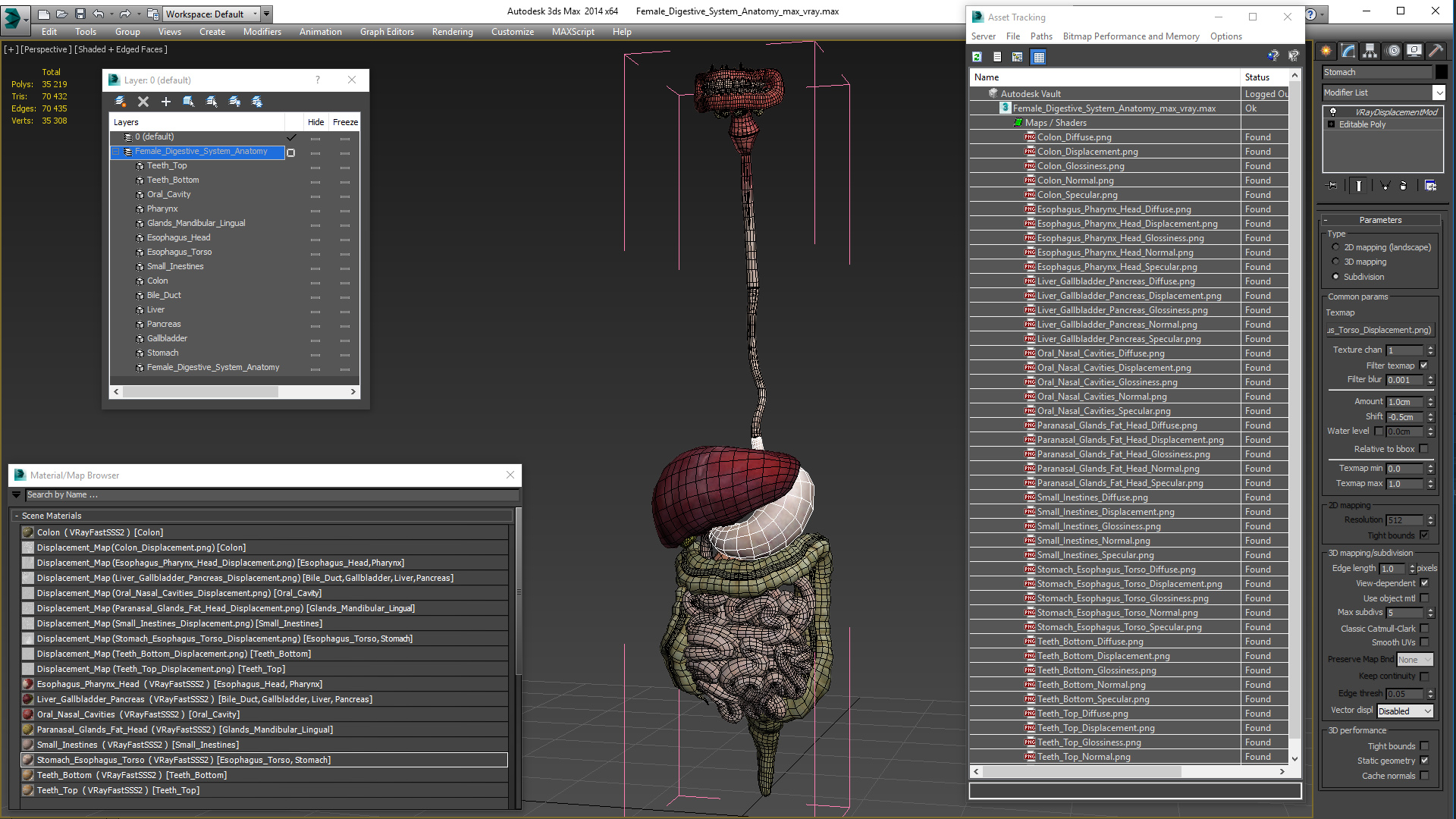 3D Female Digestive System Anatomy