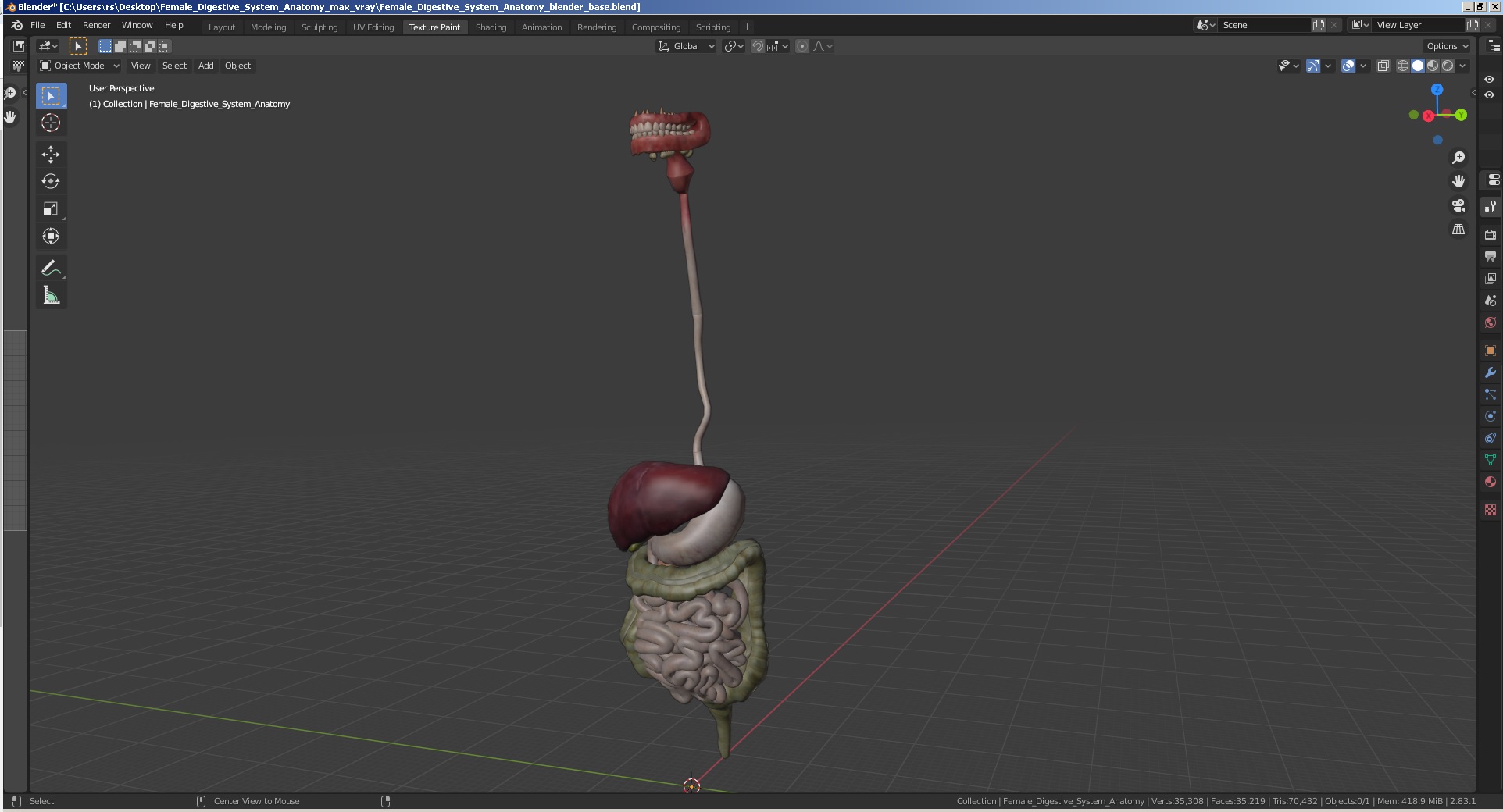 3D Female Digestive System Anatomy