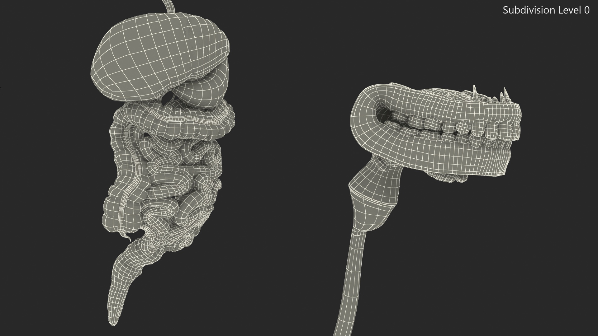 3D Female Digestive System Anatomy