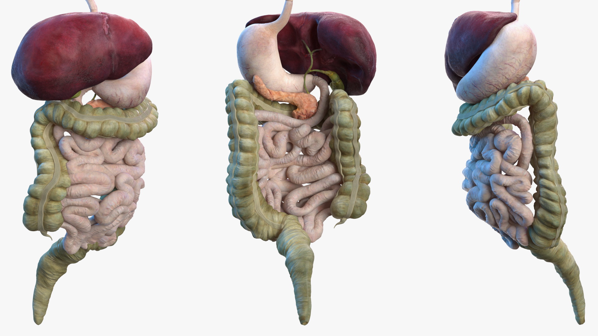 3D Female Digestive System Anatomy