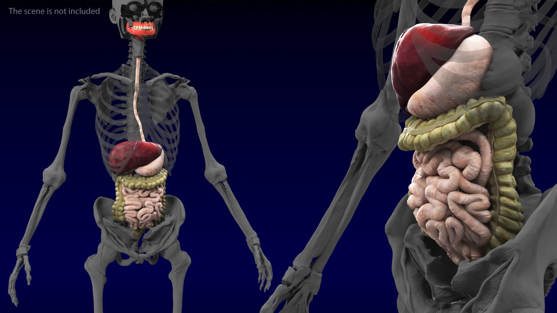 3D Female Digestive System Anatomy