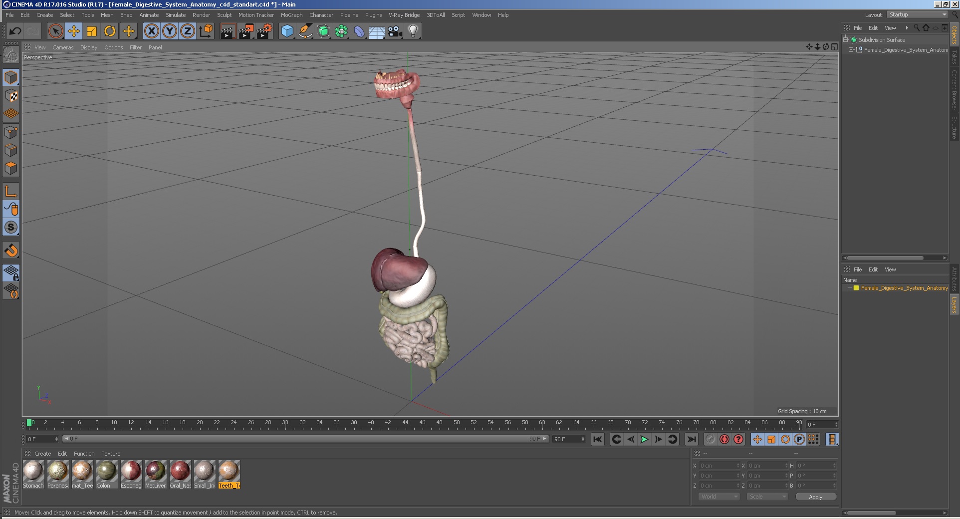 3D Female Digestive System Anatomy