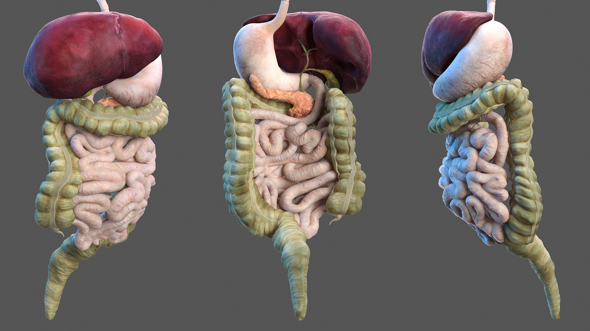 3D Female Digestive System Anatomy
