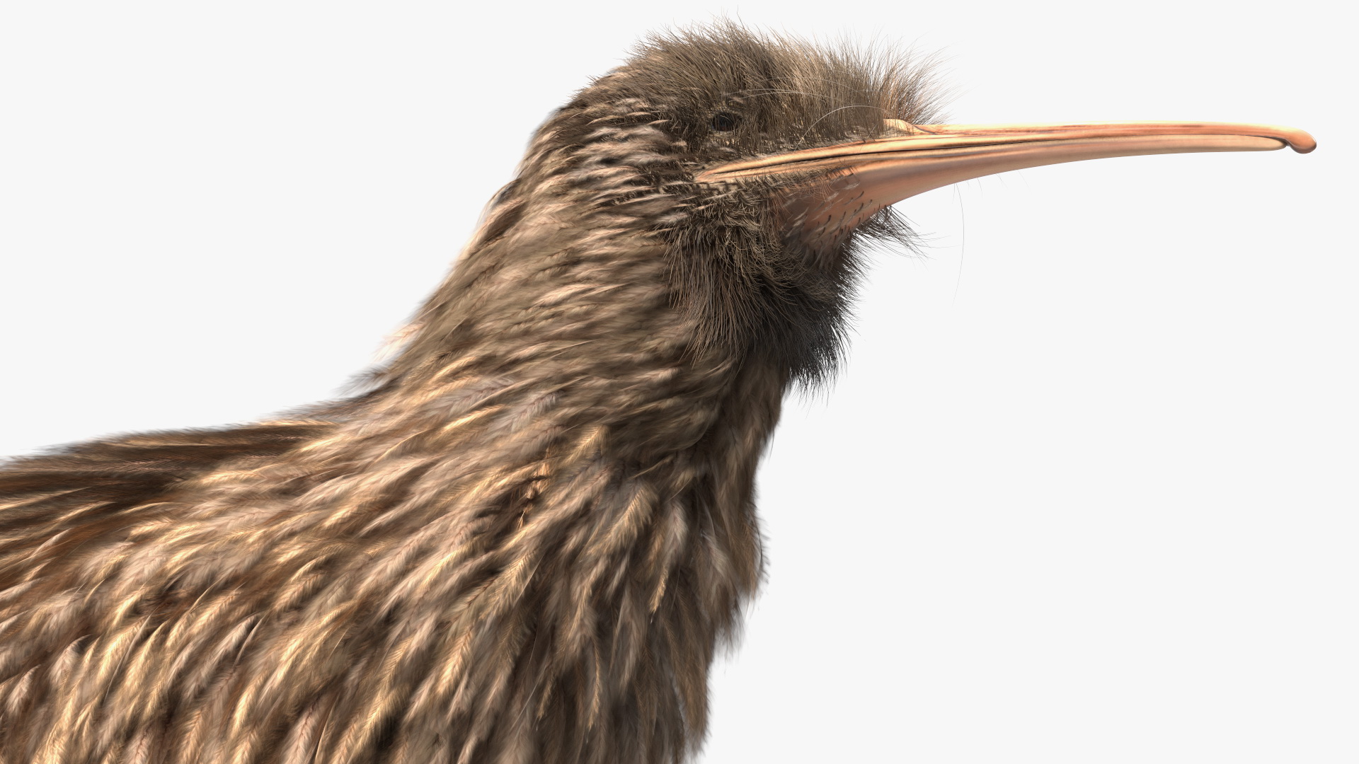 3D Kiwi Bird Fur model