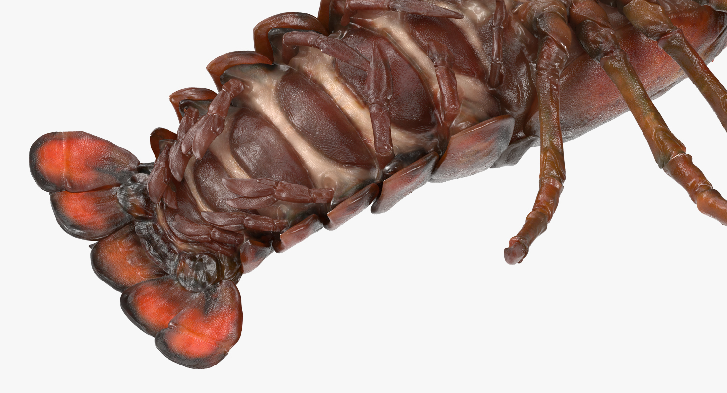 Lobster Pose 4 3D model