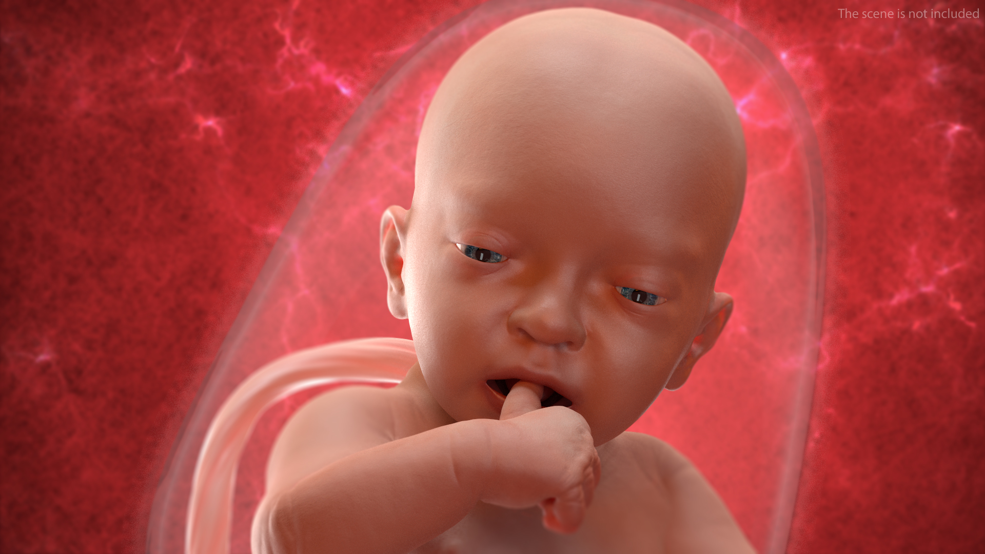 3D model Baby Boy at 32 Weeks