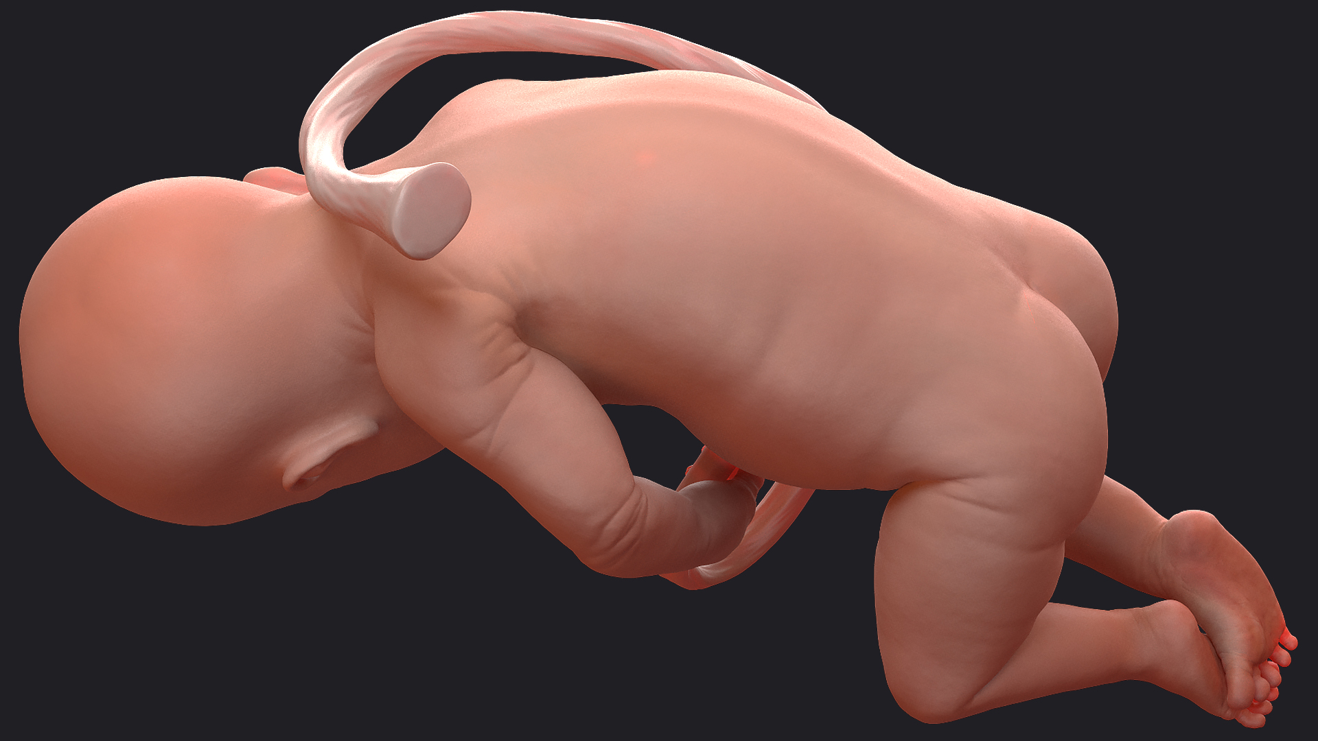 3D model Baby Boy at 32 Weeks