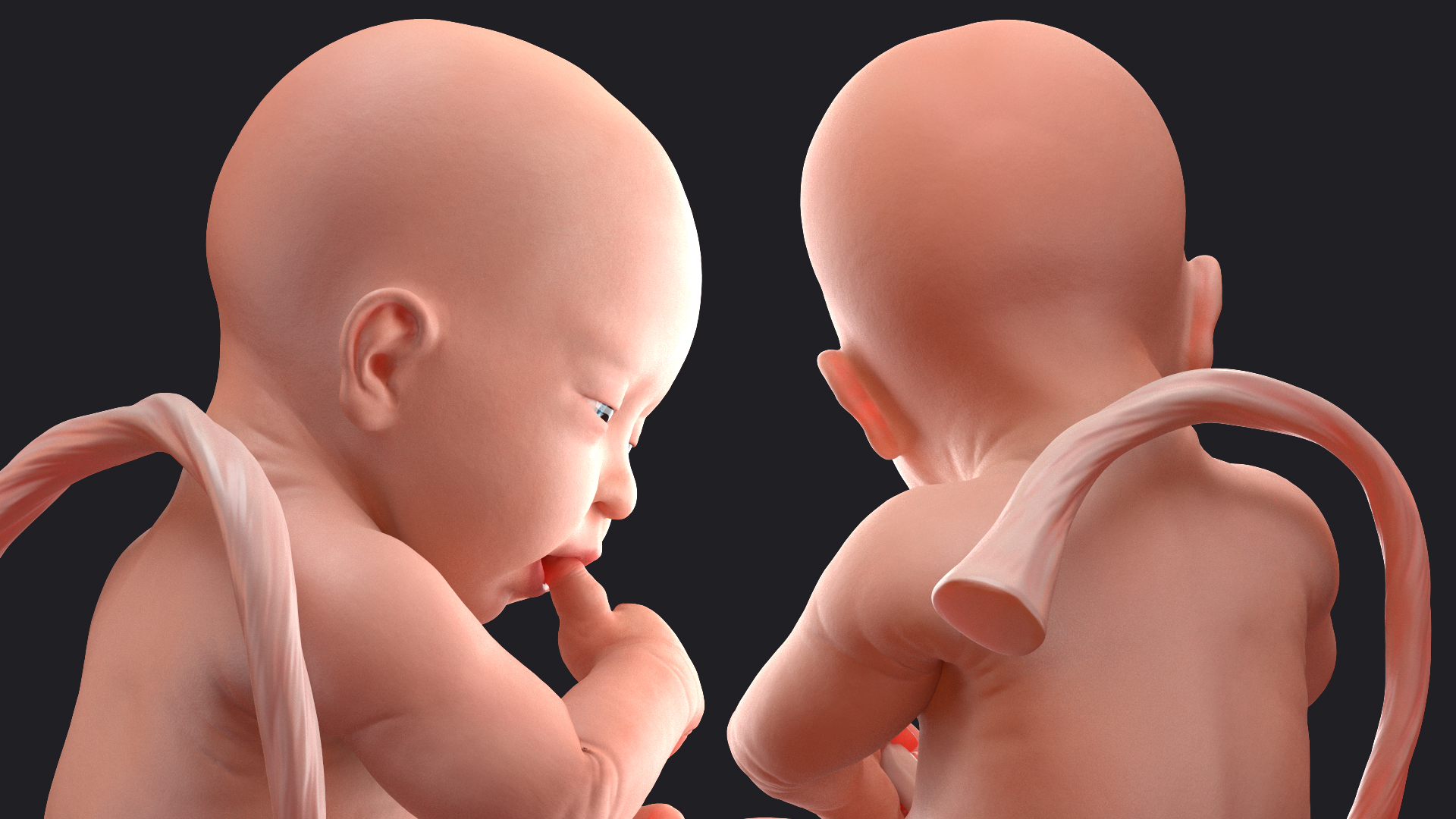3D model Baby Boy at 32 Weeks