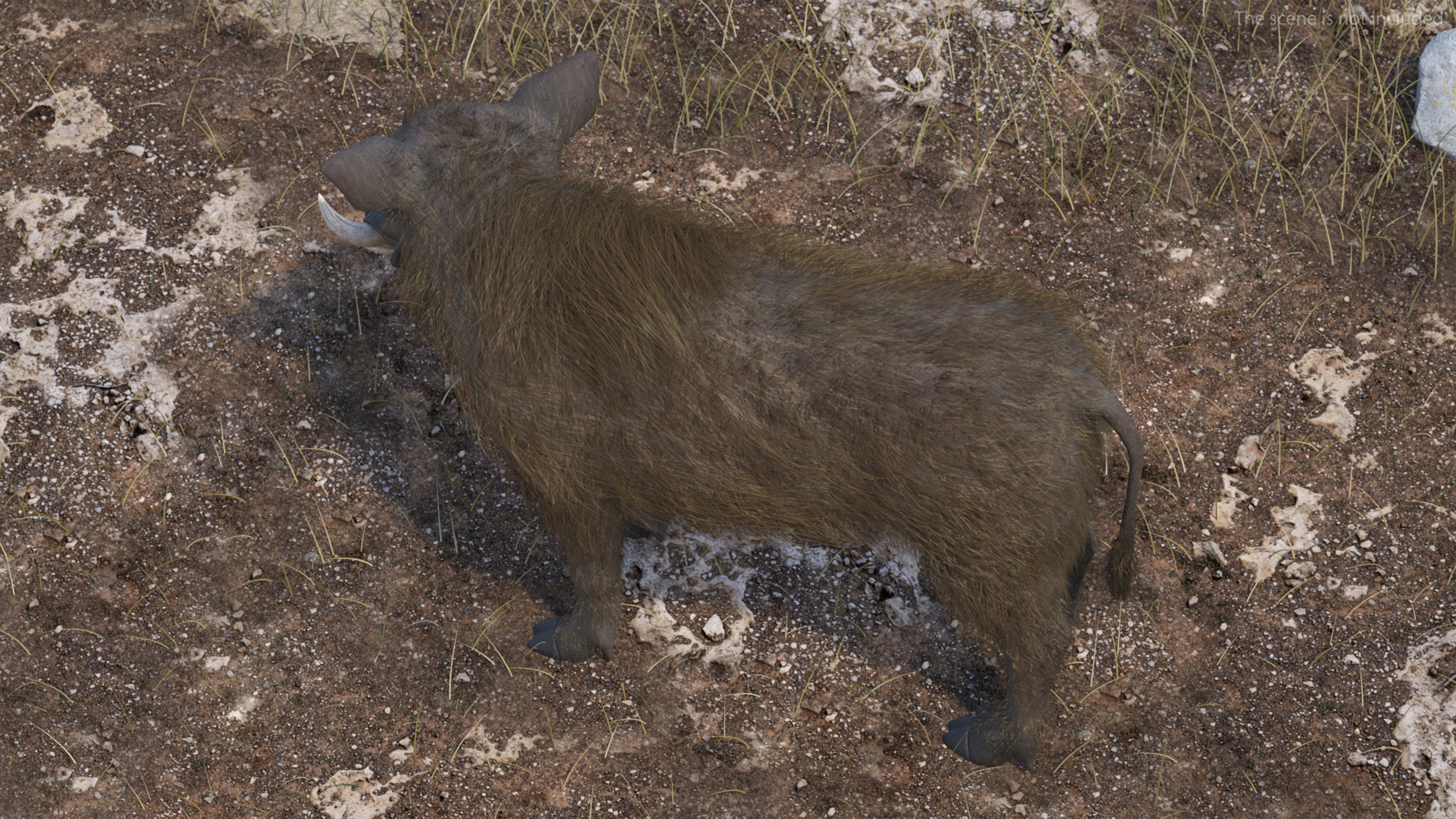 3D South African Wild Boar Standing Pose Fur
