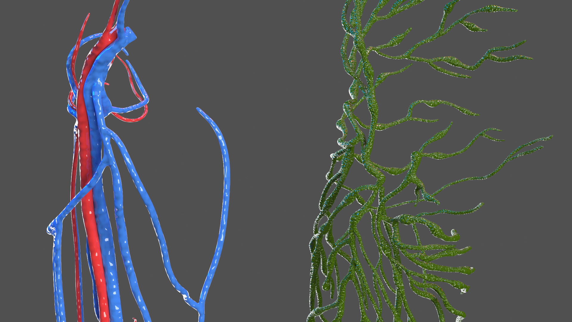 Young Man Anatomy Right Leg 3D