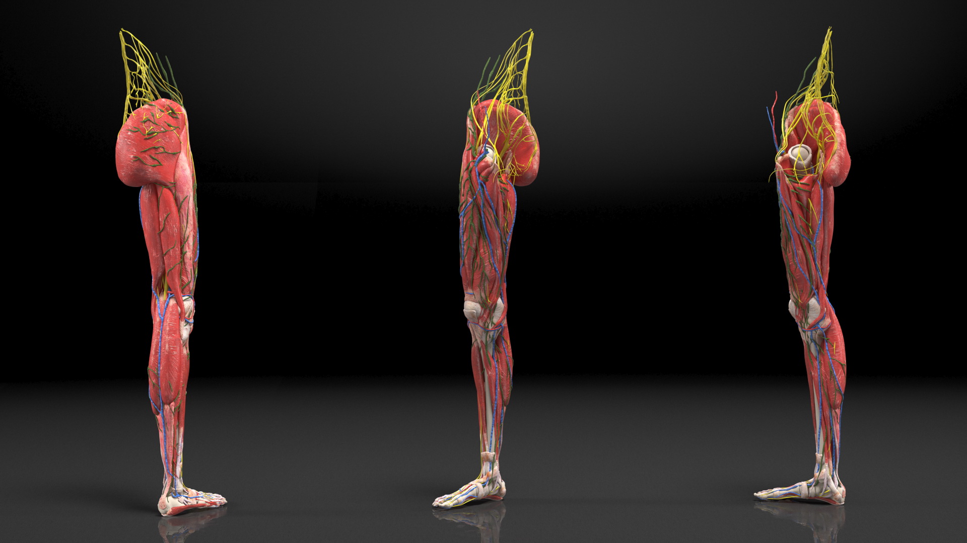 Young Man Anatomy Right Leg 3D