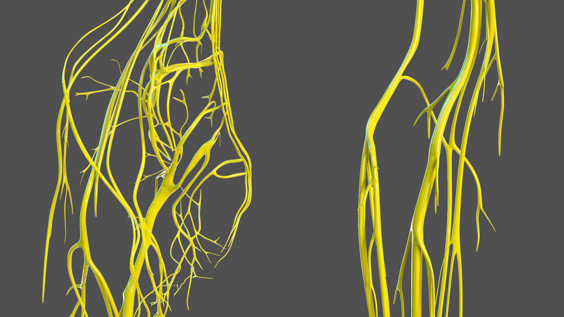 Young Man Anatomy Right Leg 3D