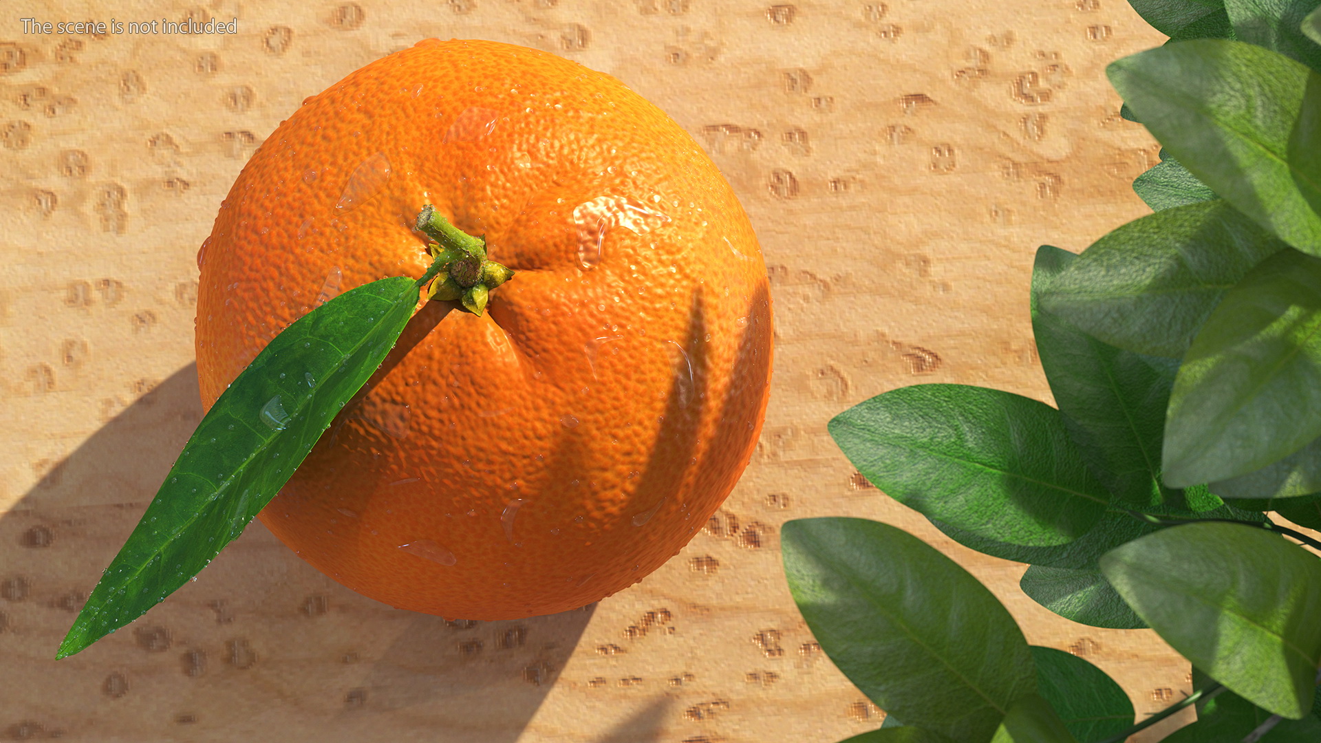 3D model Mandarin with Water Drops