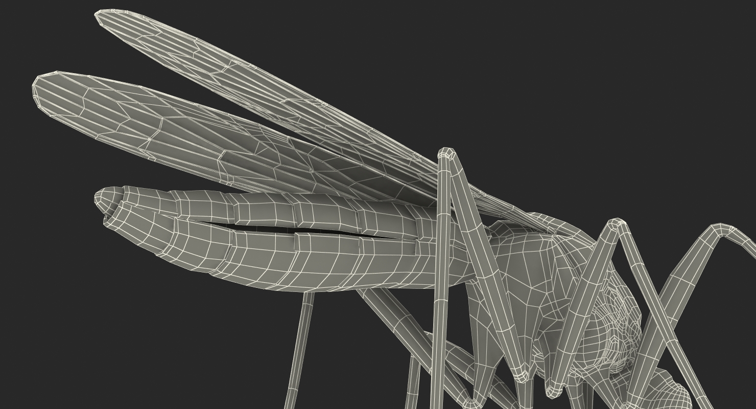 3D model Mosquito Pose 2