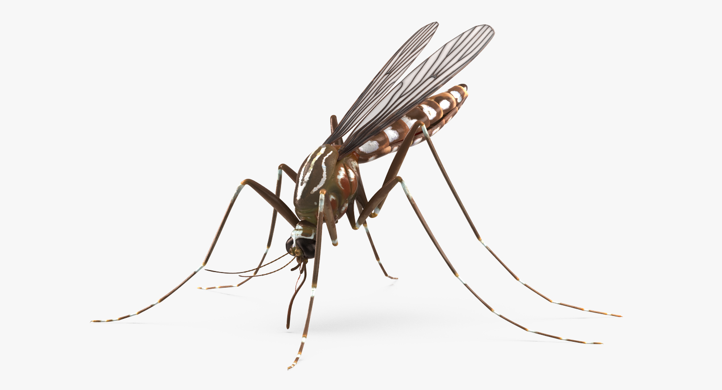 3D model Mosquito Pose 2