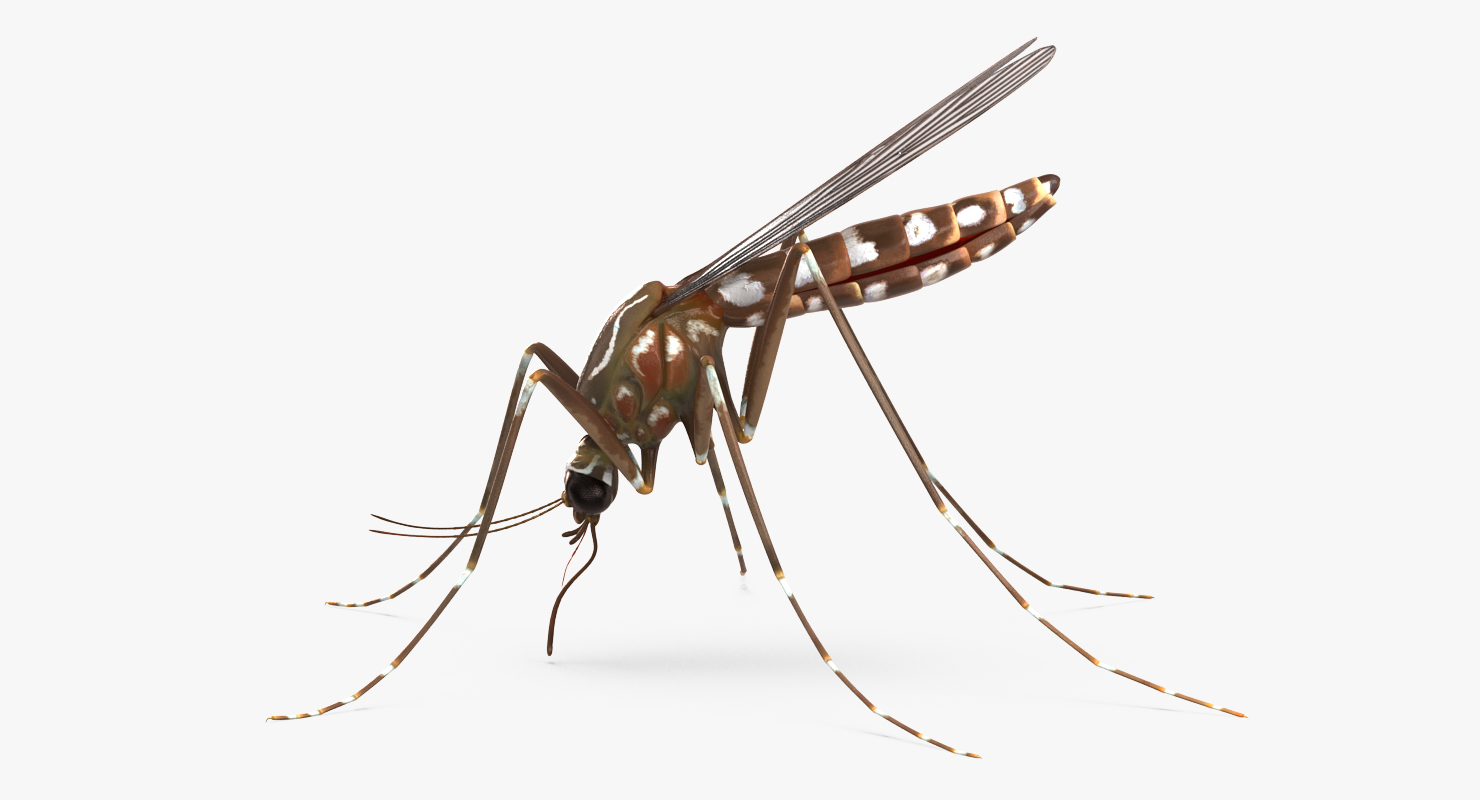 3D model Mosquito Pose 2