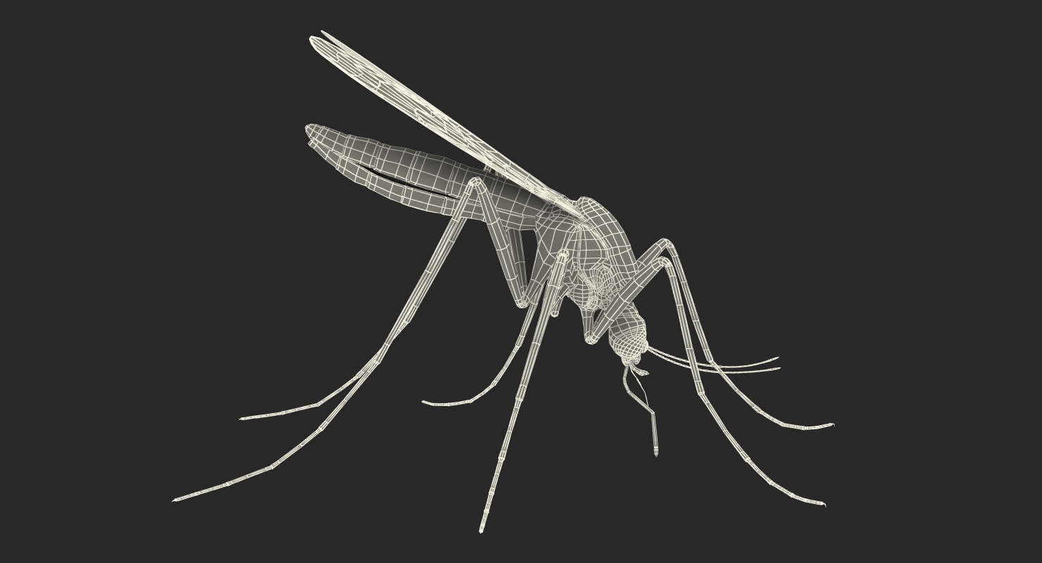3D model Mosquito Pose 2