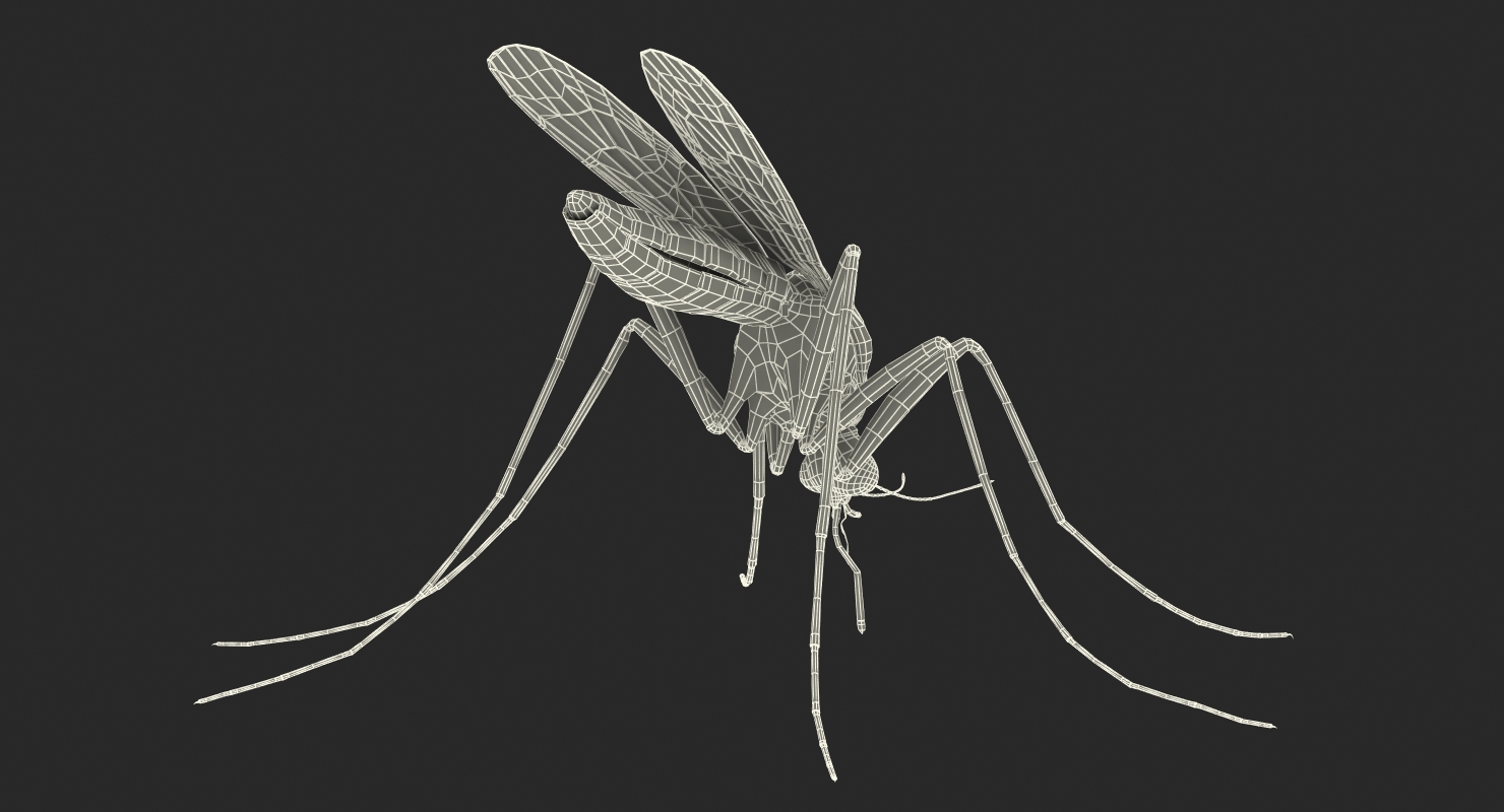 3D model Mosquito Pose 2
