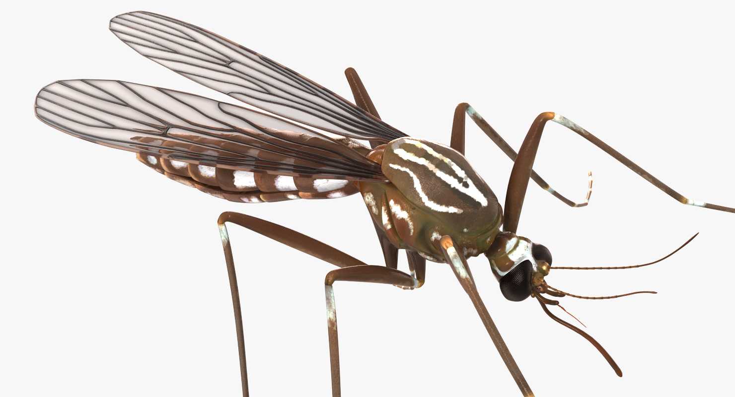 3D model Mosquito Pose 2