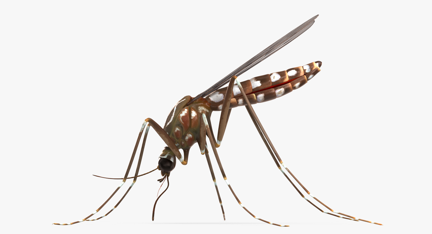 3D model Mosquito Pose 2