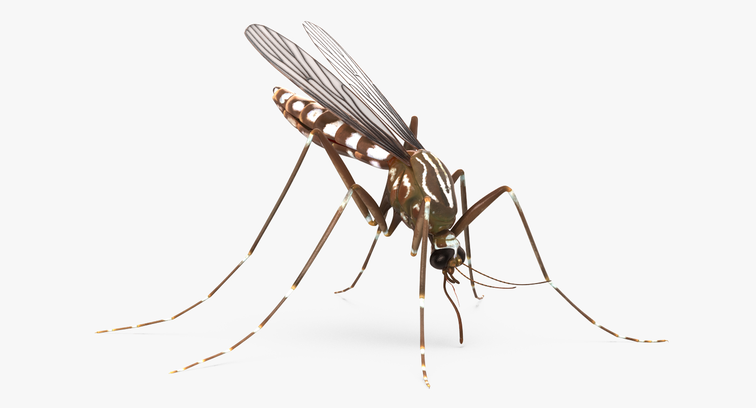 3D model Mosquito Pose 2